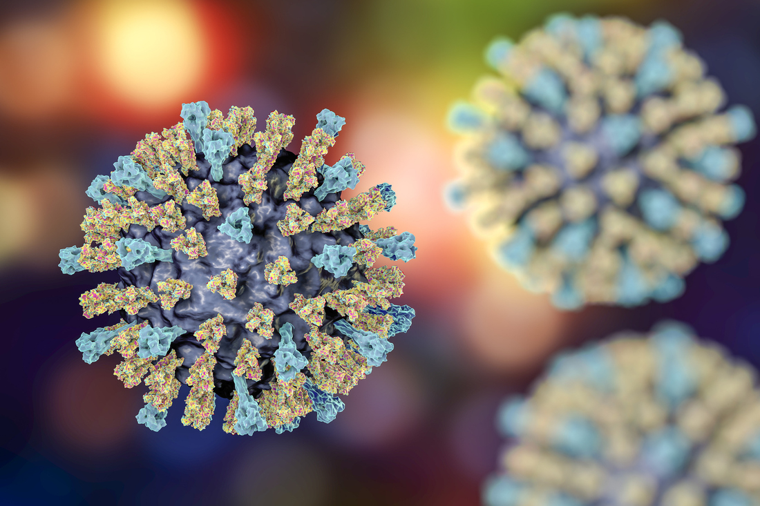Measles virus illustration.jpg