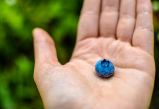 Blueberry.jpg