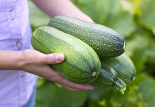 Zucchini.jpg
