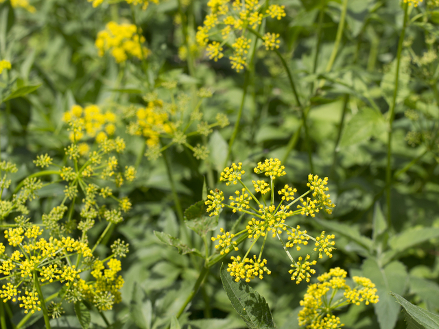 wild parsnip with clusters of small, bright yellow flowers
