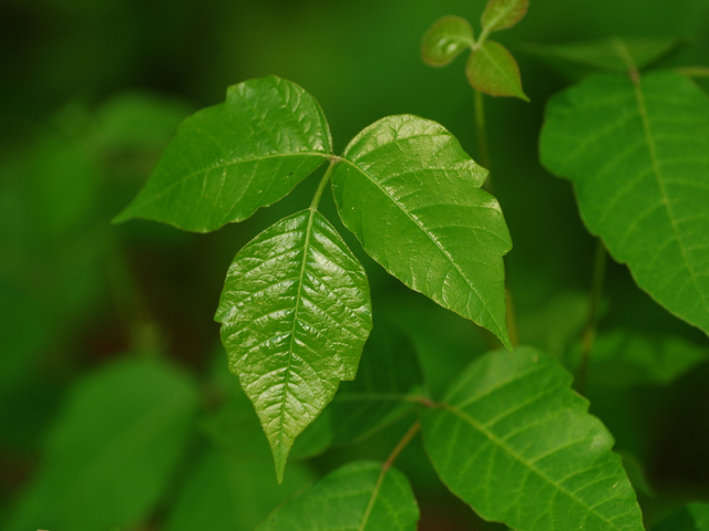 poison ivy plant with three distinct leaves, pointed tips
