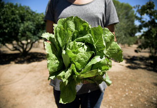Woman holding romaine lettuce - week 36.jpg