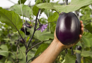Eggplant.jpg