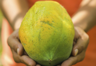 Papaya.jpg