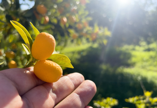 Kumquat.jpg
